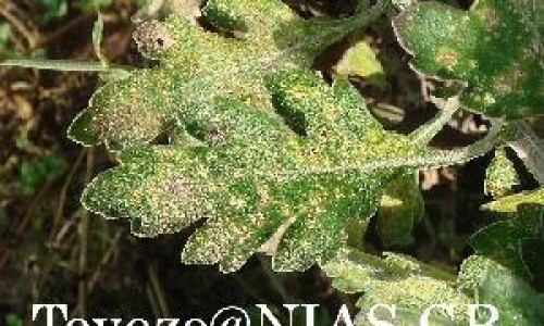 用芦荟胶后脸上起皮是怎么回事网—知名的用芦荟胶后脸上起皮是怎么回事啊网站,分享抹了芦荟胶脸上爆皮怎么快速解决知识